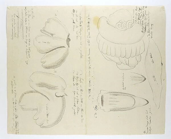 Diceros bicornis bicornis (Rhinoceros), organs, in or after 1778. Creator: Robert Jacob Gordon