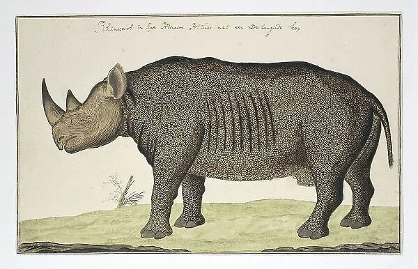 Diceros bicornis (Black Rhinoceros), in or after 1778. Creator: Robert Jacob Gordon