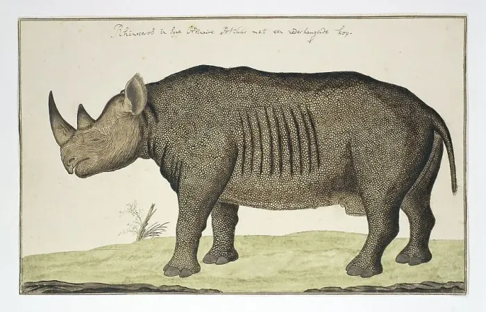Framed Print : Diceros bicornis (Black Rhinoceros), in or after 1778. Creator: Robert Jacob Gordon Framed Print : Diceros bicornis (Black Rhinoceros), in or after 1778. Creator: Robert Jacob Gordon