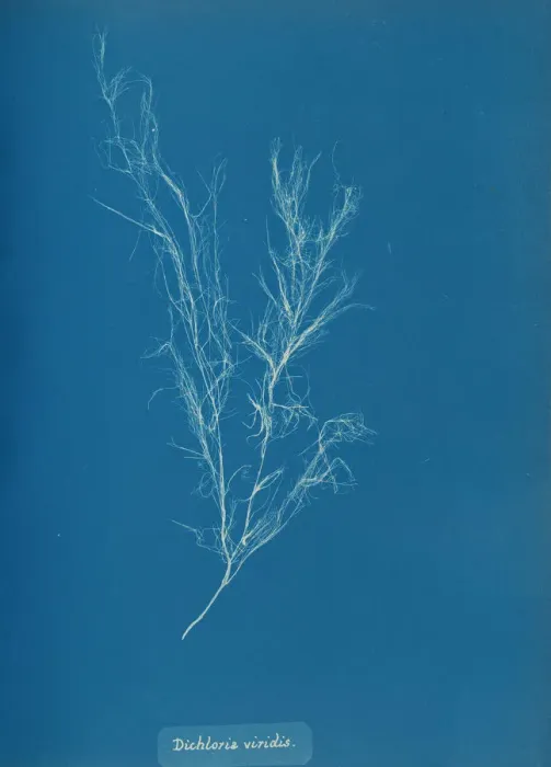Framed Print : Dichloria viridis, ca. 1853. Creator: Anna Atkins Framed Print : Dichloria viridis, ca. 1853. Creator: Anna Atkins