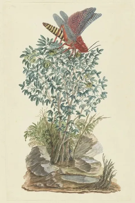 Framed Print : Dictyophorus spumans (Koppie foam grasshopper) perched on a Zygophyllum sp. (Caper bean), 1777-1786 Creator: Robert Jacob Gordon