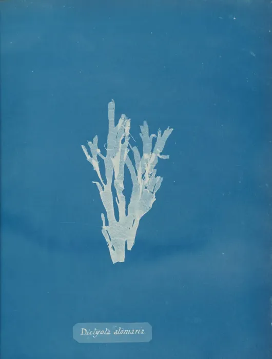Framed Print : Dictyota atomaria, ca. 1853. Creator: Anna Atkins Framed Print : Dictyota atomaria, ca. 1853. Creator: Anna Atkins
