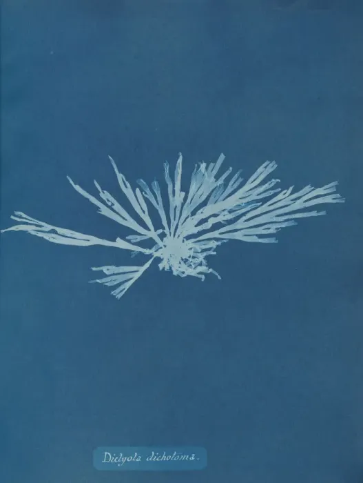 Framed Print : Dictyota dichotoma, ca. 1853. Creator: Anna Atkins Framed Print : Dictyota dichotoma, ca. 1853. Creator: Anna Atkins