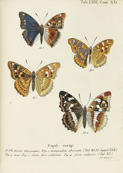 Die Schmetterlinge (The butterflies), 1777-1794. Creator: Esper