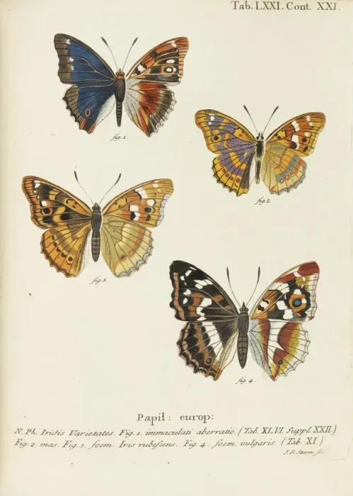 Framed Print : Die Schmetterlinge (The butterflies), 1777-1794. Creator: Esper Framed Print : Die Schmetterlinge (The butterflies), 1777-1794. Creator: Esper