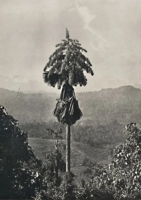 Framed Print : Die Talipotpalm (Corypha umbracalifera) in Blute, 1926 Framed Print : Die Talipotpalm (Corypha umbracalifera) in Blute, 1926