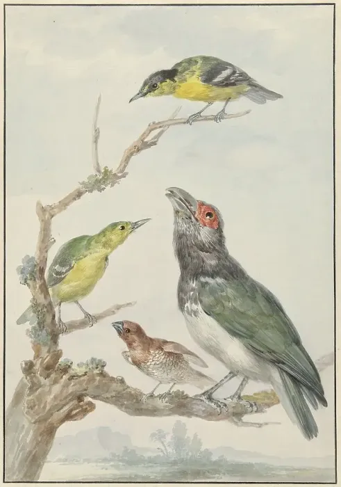 Framed Print : Four Different Birds on a Branch, c.1730-c.1792. Creator: Aert Schouman Framed Print : Four Different Birds on a Branch, c.1730-c.1792. Creator: Aert Schouman