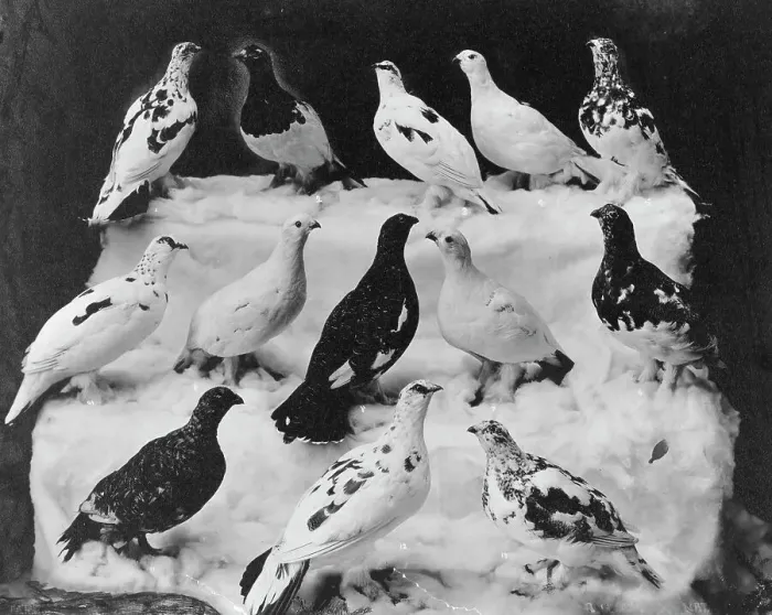 Framed Print : Different colors of ptarmigan according to season, between c1900 and c1930. Creator: Unknown Framed Print : Different colors of ptarmigan according to season, between c1900 and c1930. Creator: Unknown