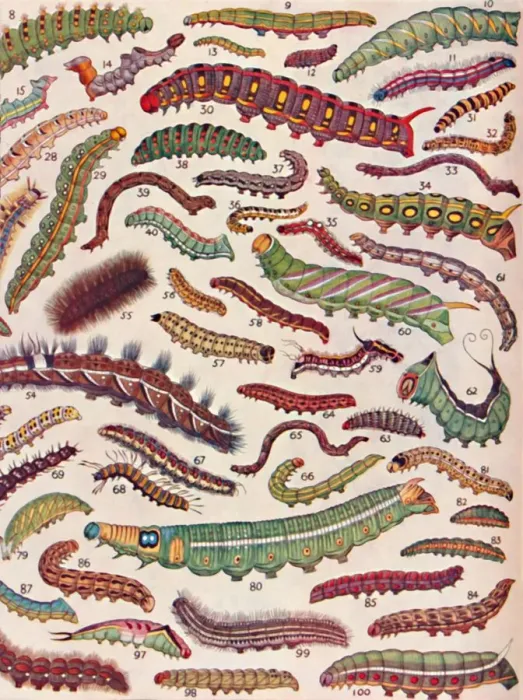 Framed Print : A Hundred Different Knds of Caterpillars of Butterflies and Moths, 1935 Framed Print : A Hundred Different Knds of Caterpillars of Butterflies and Moths, 1935