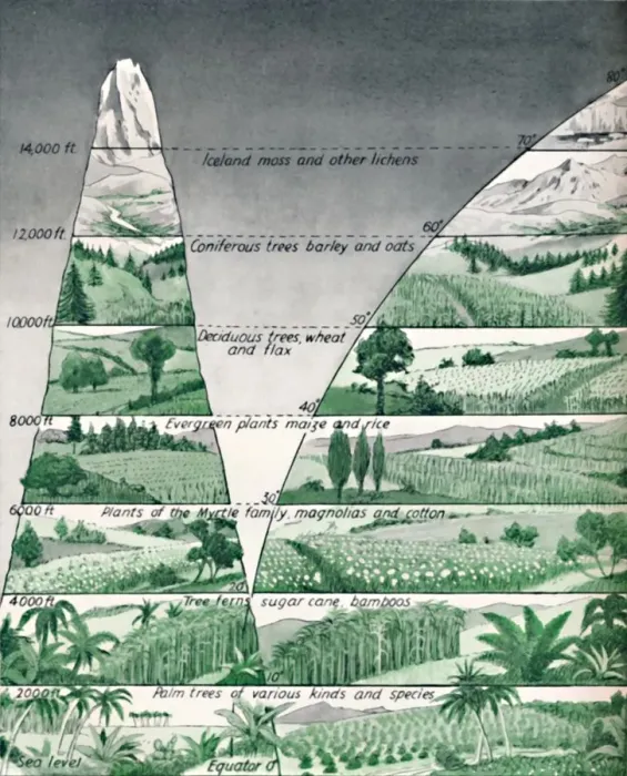 Framed Print : The Different Zones of Vegetation, 1935 Framed Print : The Different Zones of Vegetation, 1935