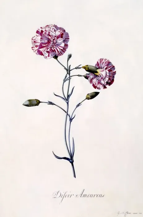 Framed Print : Difor Amourius (Carnation), c. 1745 (hand coloured engraving) Framed Print : Difor Amourius (Carnation), c. 1745 (hand coloured engraving)