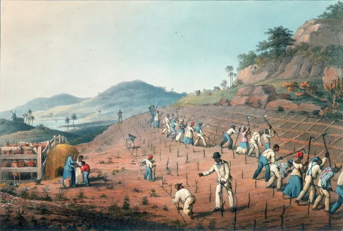 Framed Print : Digging the cane holes, Antigua, 1823. Creator: William Clark Framed Print : Digging the cane holes, Antigua, 1823. Creator: William Clark