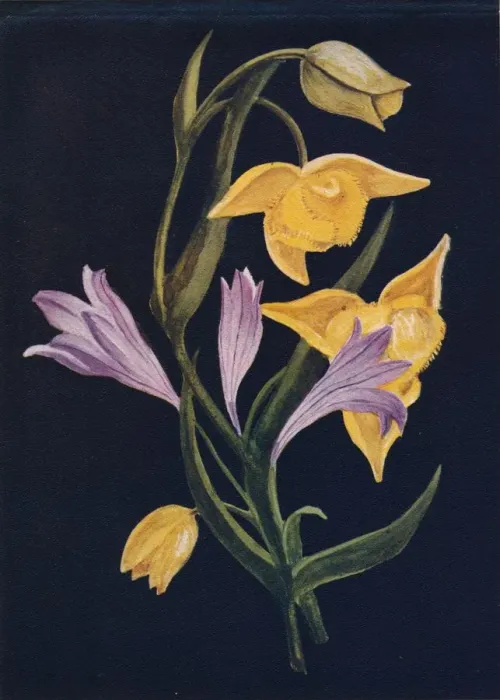 Framed Print : Diogenes Lantern & Harvest Brodiaea, c1915, (1915). Artist: Emma Graham Clock Framed Print : Diogenes Lantern & Harvest Brodiaea, c1915, (1915). Artist: Emma Graham Clock