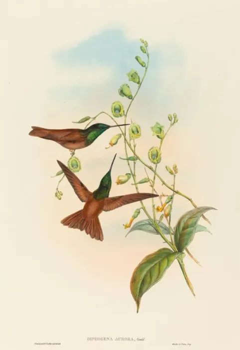 Framed Print : Diphogena aurora (Goulds Rainbow). Creators: John Gould, Henry Constantine Richter