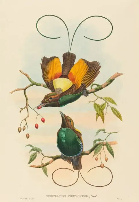 Framed Print : Diphyllodes chrysoptera (Magnificent Bird of Paradise). Creators: John Gould Framed Print : Diphyllodes chrysoptera (Magnificent Bird of Paradise). Creators: John Gould