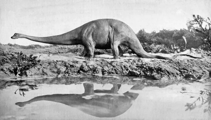 Framed Print : A diplodocus, 20th century Framed Print : A diplodocus, 20th century