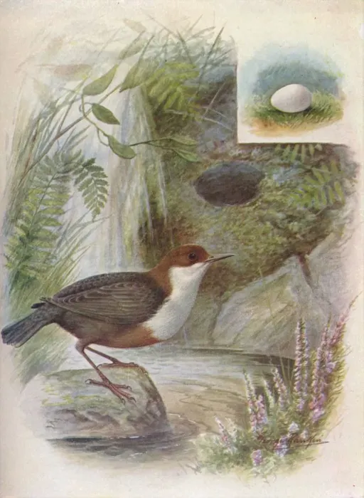Framed Print : Dipper or Water-Ousel - Cin clus aquat icus, c1910, (1910). Artist: George James Rankin Framed Print : Dipper or Water-Ousel - Cin clus aquat icus, c1910, (1910). Artist: George James Rankin