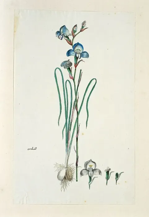 Framed Print : Disa graminiflolia Ker Gawl. Ex Spreng. (Blue disa), 1777-1786. Creator: Robert Jacob Gordon Framed Print : Disa graminiflolia Ker Gawl. Ex Spreng. (Blue disa), 1777-1786. Creator: Robert Jacob Gordon