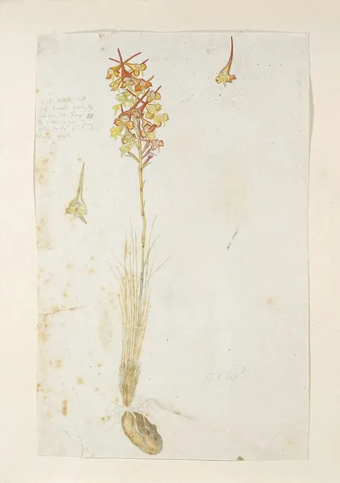 Framed Print : Disa porrecta Swartz, 1777-1786. Creator: Robert Jacob Gordon Framed Print : Disa porrecta Swartz, 1777-1786. Creator: Robert Jacob Gordon