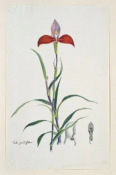 Disa uniflora Bergius (Red disa; or Pride of Table Mountain), 1777-1786. Creator: Robert Jacob Gordon