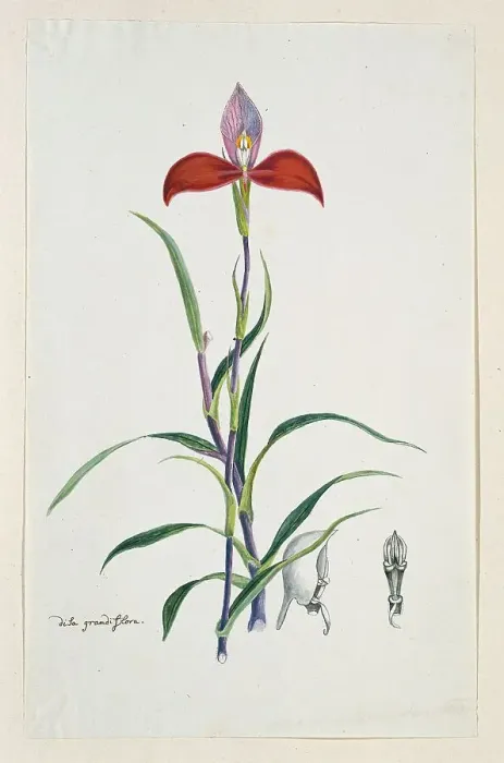 Framed Print : Disa uniflora Bergius (Red disa; or Pride of Table Mountain), 1777-1786. Creator: Robert Jacob Gordon Framed Print : Disa uniflora Bergius (Red disa; or Pride of Table Mountain), 1777-1786. Creator: Robert Jacob Gordon