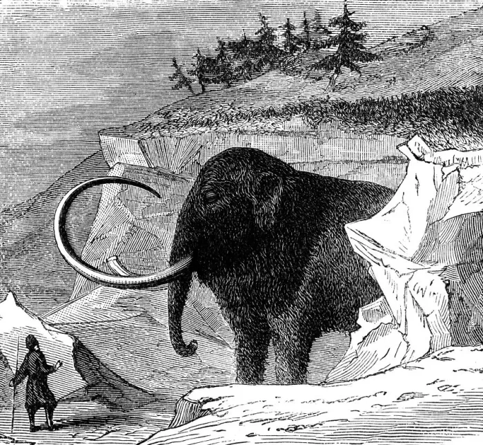 Framed Print : Discovery of a woolly mammoth, 1779 (c1870) Framed Print : Discovery of a woolly mammoth, 1779 (c1870)