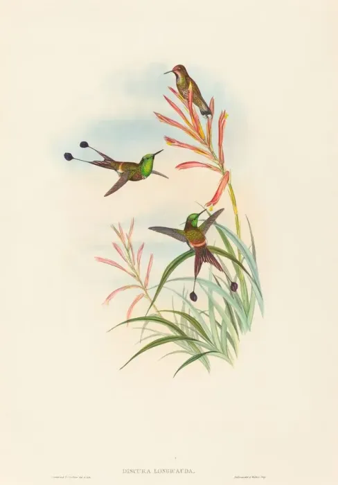 Framed Print : Discura longicauda (Racket-Tail). Creators: John Gould, Henry Constantine Richter