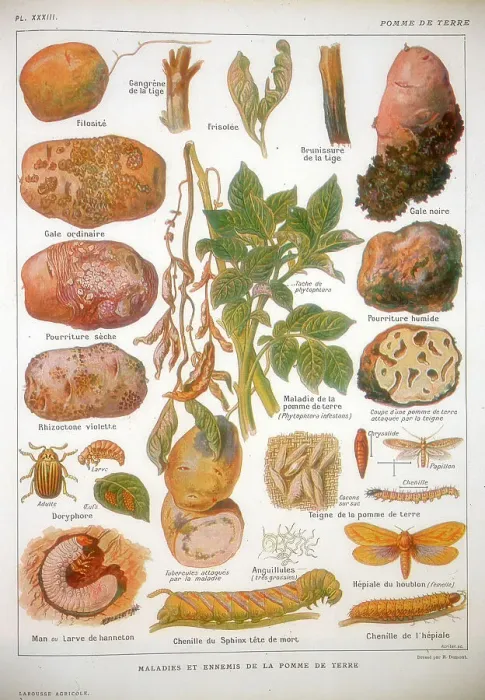Framed Print : Diseases of the potato, c1920 Framed Print : Diseases of the potato, c1920