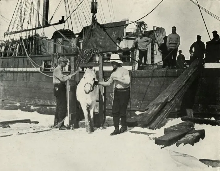 Framed Print : Disembarking the Ponies, c1910-1913, (1913). Artist: Herbert Ponting