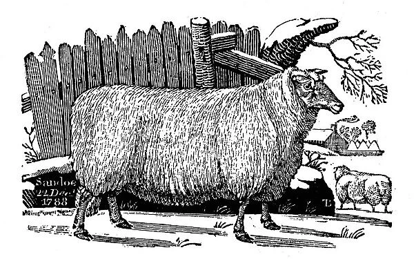 Dishley (New Leicester) sheep, 1811