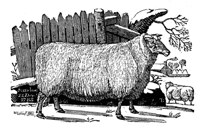 Framed Print : Dishley (New Leicester) sheep, 1811 Framed Print : Dishley (New Leicester) sheep, 1811