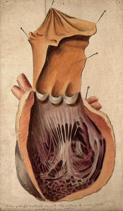 Framed Print : Dissected heart: section of the left ventricle, 1800-1899. Creator: Unknown Framed Print : Dissected heart: section of the left ventricle, 1800-1899. Creator: Unknown