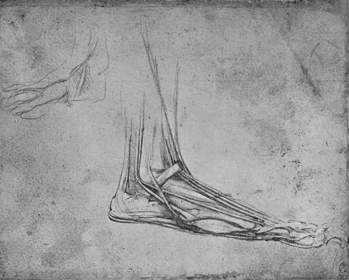 Framed Print : Dissection of a Bears Foot to the Right, c1480 (1945). Artist: Leonardo da Vinci