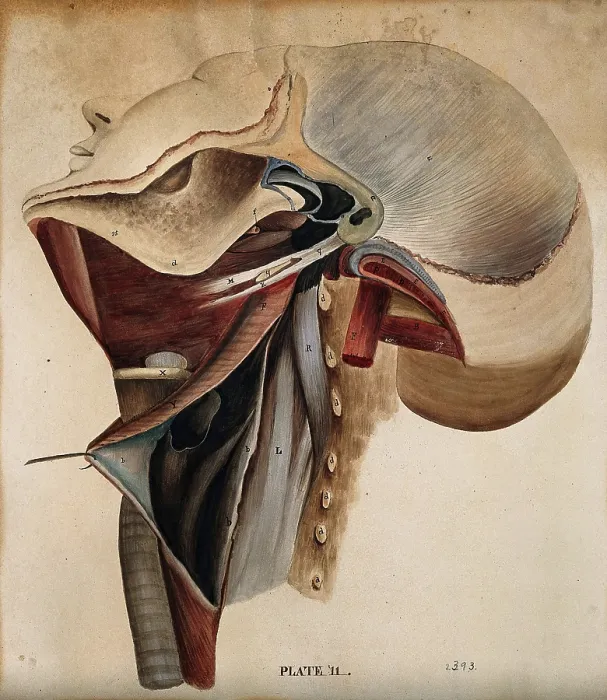 Framed Print : Dissection of the neck, 1800-1899. Creator: Unknown Framed Print : Dissection of the neck, 1800-1899. Creator: Unknown