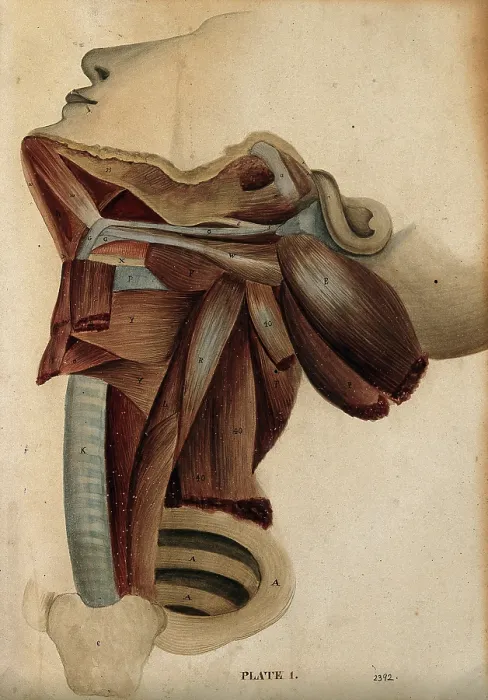 Framed Print : Dissection of the neck, 1800-1899. Creator: Unknown Framed Print : Dissection of the neck, 1800-1899. Creator: Unknown