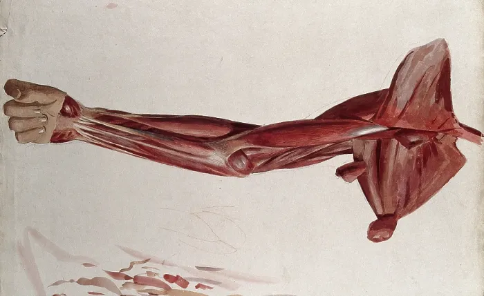 Framed Print : Dissection showing the muscles of the arm and shoulder, front view, (1833?). Creator: Johann Conrad Zeller Framed Print : Dissection showing the muscles of the arm and shoulder, front view, (1833?). Creator: Johann Conrad Zeller