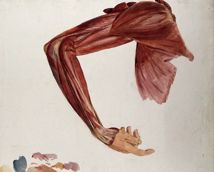 Framed Print : Dissection showing the muscles of the arm and shoulder, front view, with elbow and wrist... (1833?). Creator: Johann Conrad Zeller Framed Print : Dissection showing the muscles of the arm and shoulder, front view, with elbow and wrist... (1833?). Creator: Johann Conrad Zeller
