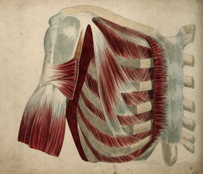 Framed Print : Dissection showing the muscles and bones of the chest and shoulder, 1852-1854. Creator: J.C. Whishaw Framed Print : Dissection showing the muscles and bones of the chest and shoulder, 1852-1854. Creator: J.C. Whishaw