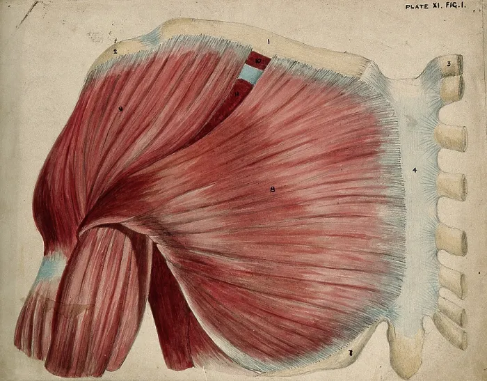 Framed Print : Dissection showing the shoulder and chest muscles: view of the pectoral and the... 1852-1854. Creator: J.C. Whishaw Framed Print : Dissection showing the shoulder and chest muscles: view of the pectoral and the... 1852-1854. Creator: J.C. Whishaw