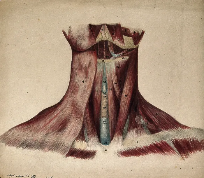 Framed Print : Dissection of the back of the neck, 1854 / 03 / 16. Creator: J.C. Whishaw Framed Print : Dissection of the back of the neck, 1854 / 03 / 16. Creator: J.C. Whishaw