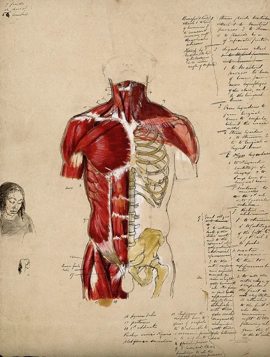 Framed Print : Dissection of the trunk: front view, showing the bones and muscles, with a small... 1800-1899. Creator: Unknown