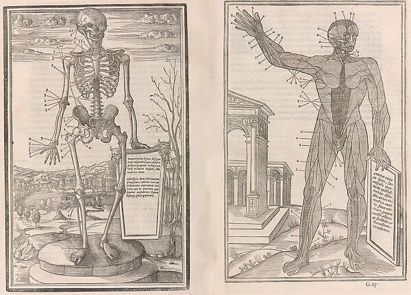 De dissectione partium corporis humani libri tres, 1545