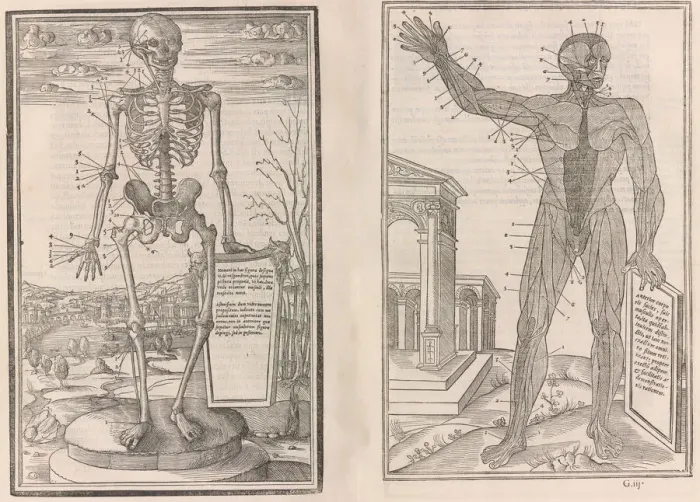 Framed Print : De dissectione partium corporis humani libri tres, 1545 Framed Print : De dissectione partium corporis humani libri tres, 1545