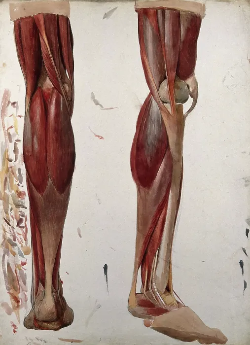Framed Print : Two dissections showing the muscles of the leg, (1833?). Creator: Johann Conrad Zeller Framed Print : Two dissections showing the muscles of the leg, (1833?). Creator: Johann Conrad Zeller