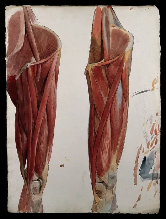 Framed Print : Two dissections showing the muscles of the thigh, hip, pelvis and knee, (1833?). Creator: Johann Conrad Zeller Framed Print : Two dissections showing the muscles of the thigh, hip, pelvis and knee, (1833?). Creator: Johann Conrad Zeller