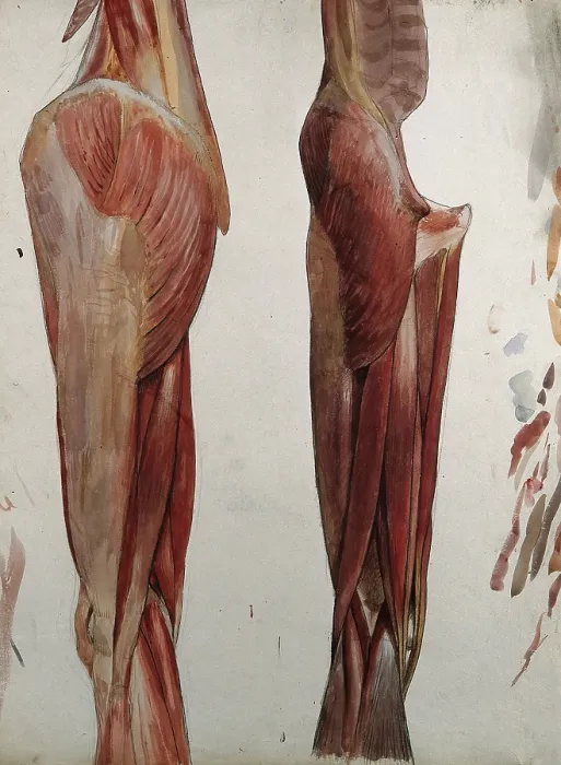 Framed Print : Two dissections showing the muscles of the thigh, hip, pelvis and knee, (1833?). Creator: Johann Conrad Zeller Framed Print : Two dissections showing the muscles of the thigh, hip, pelvis and knee, (1833?). Creator: Johann Conrad Zeller