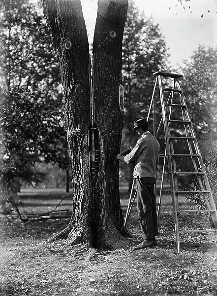 District of Columbia Parks - Tree Surgery, 1911. Creator: Harris & Ewing. District of Columbia Parks - Tree Surgery, 1911. Creator: Harris & Ewing