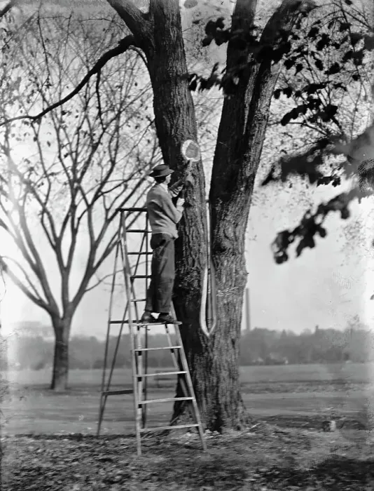 Framed Print : District of Columbia Parks - Tree Surgery, 1911. Creator: Harris & Ewing. District of Columbia Parks - Tree Surgery, 1911. Creator: Harris & Ewing Framed Print : District of Columbia Parks - Tree Surgery, 1911. Creator: Harris & Ewing. District of Columbia Parks - Tree Surgery, 1911. Creator: Harris & Ewing