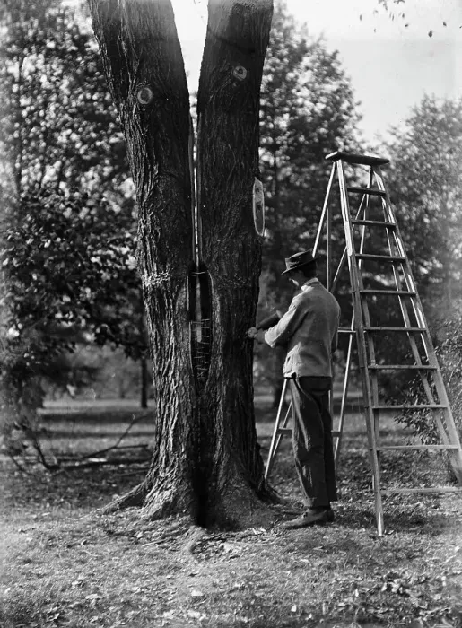 Framed Print : District of Columbia Parks - Tree Surgery, 1911. Creator: Harris & Ewing. District of Columbia Parks - Tree Surgery, 1911. Creator: Harris & Ewing Framed Print : District of Columbia Parks - Tree Surgery, 1911. Creator: Harris & Ewing. District of Columbia Parks - Tree Surgery, 1911. Creator: Harris & Ewing