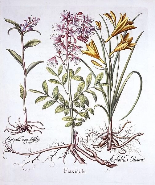 Dittany, White Helleborine and Yellow Day Lily, from Hortus Eystettensis, by Basil Besler